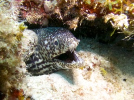 Spotted Moray Eel IMG 7228